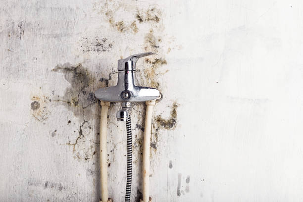 Best Toxic Mold Removal  in Farmers Branch, TX