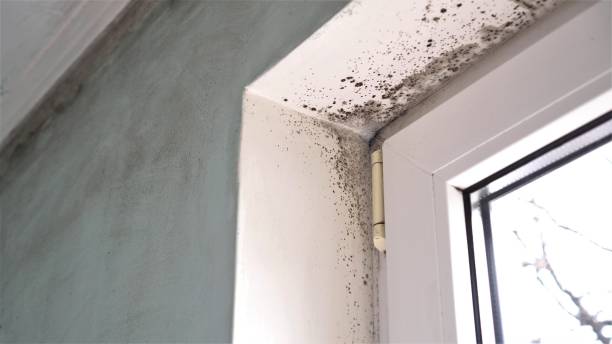 Best Certified Mold Removal  in Farmers Branch, TX