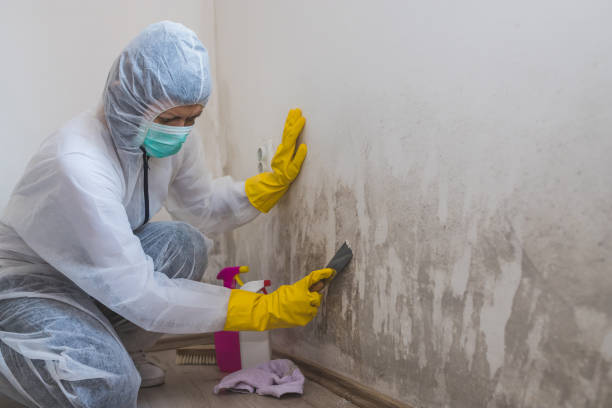 Certified Mold Removal in Farmers Branch, TX