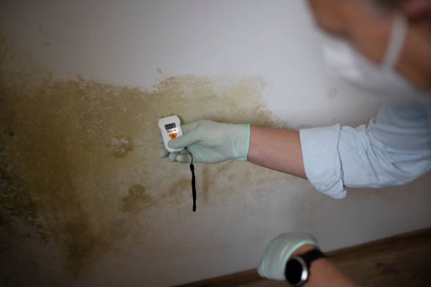 Best Residential Mold Removal  in Farmers Branch, TX