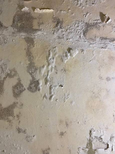 Best Local Mold Removal Service  in Farmers Branch, TX