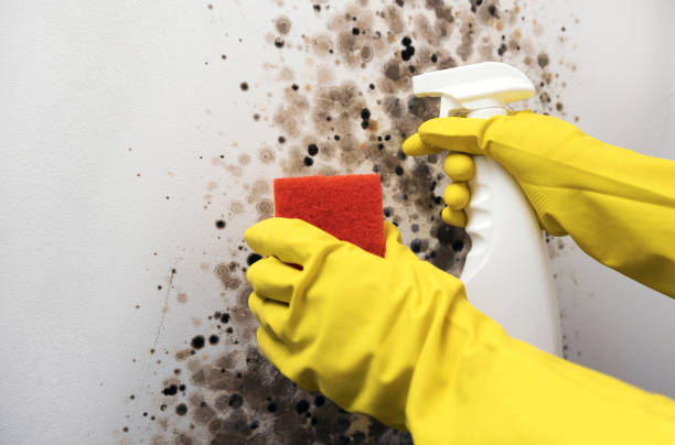 Best Mold Cleaning Services  in Farmers Branch, TX