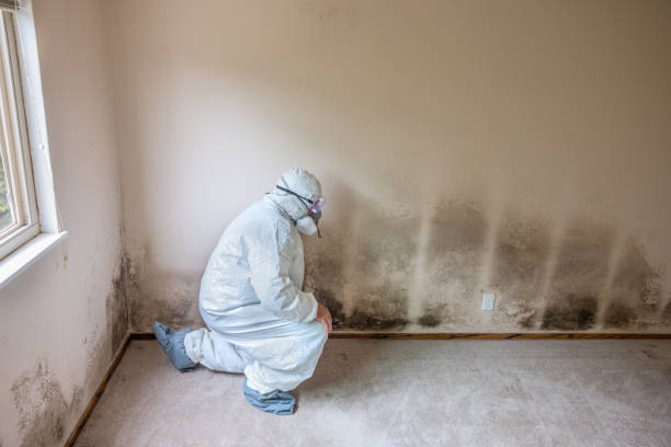 Mold Removal Process in Farmers Branch, TX