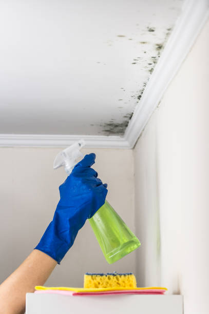 Best Attic Mold Removal  in Farmers Branch, TX